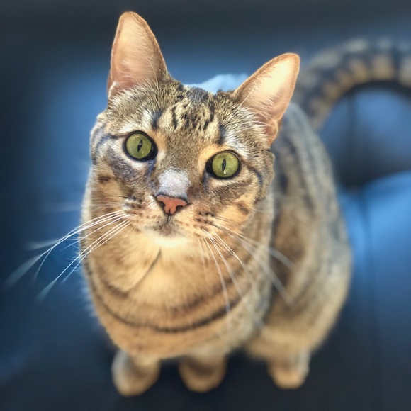 Meet your Posher, Rachael - Picture 4 of 4